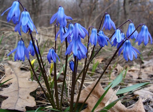 Весенний первоцвет пролеска