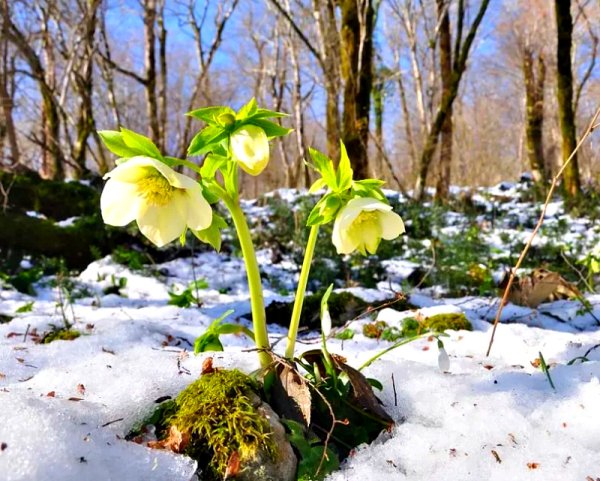 Весенние цветы морозник