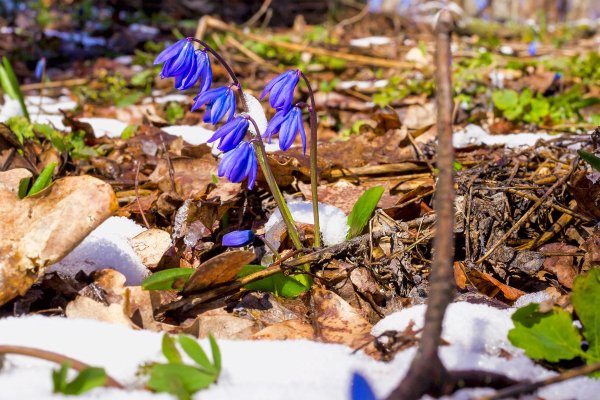 Лесные первоцветы