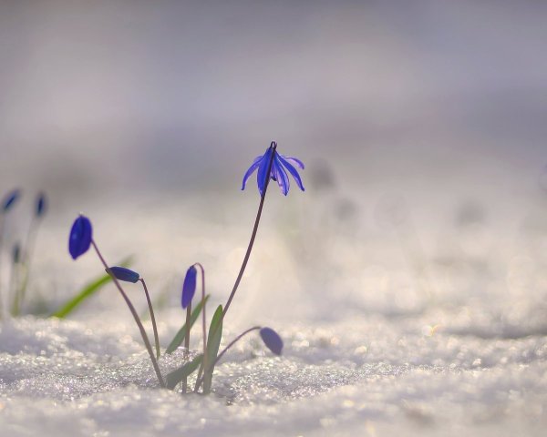 Коллаж Весна пришла