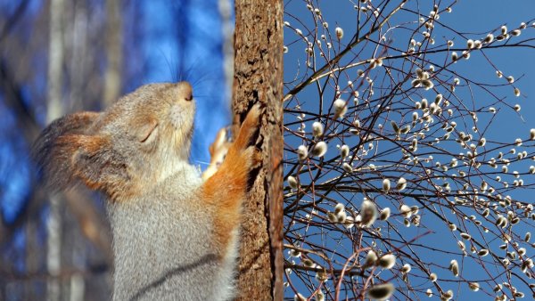 Весеннее Пробуждение природы видео для детей