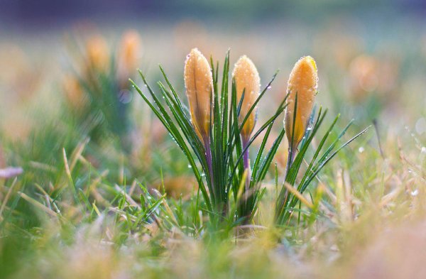 Природа просыпается весной