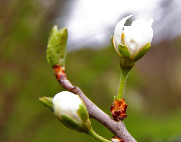 Весна Пробуждение природы