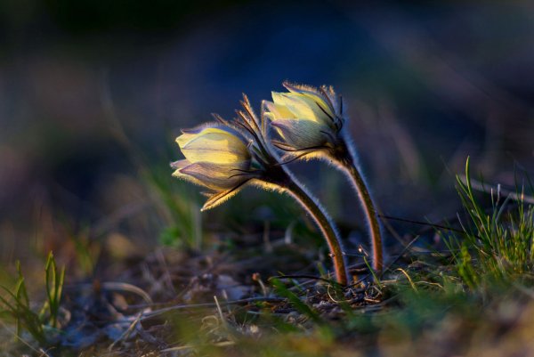 Весна в образе девушки
