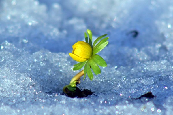 Весна природа