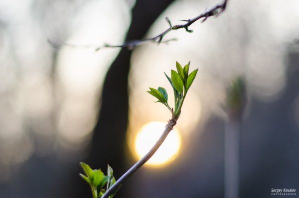 Пробуждение природы