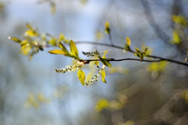 Весна в лесу для дошкольников