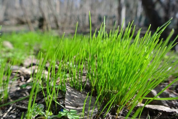 Трава весной