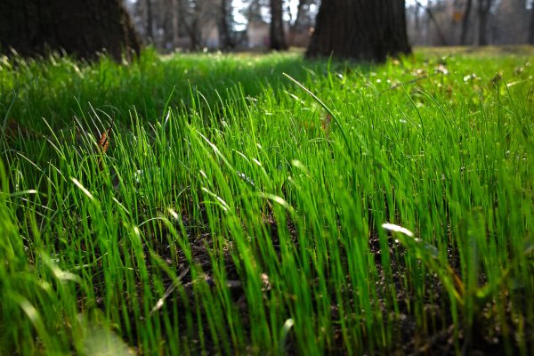 Трава весной