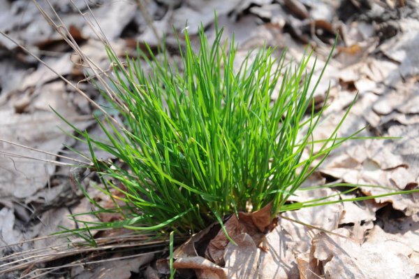 Первая травка