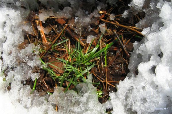 Проталины трава