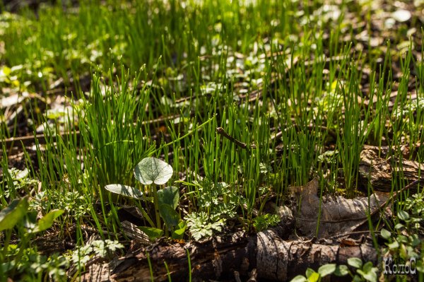 Трава весной