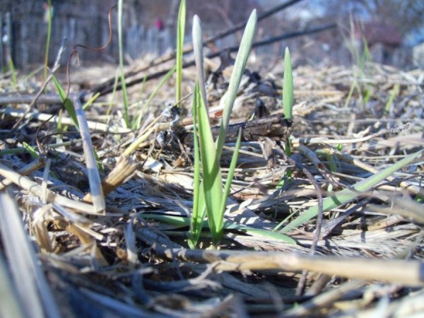 Трава ранней весной