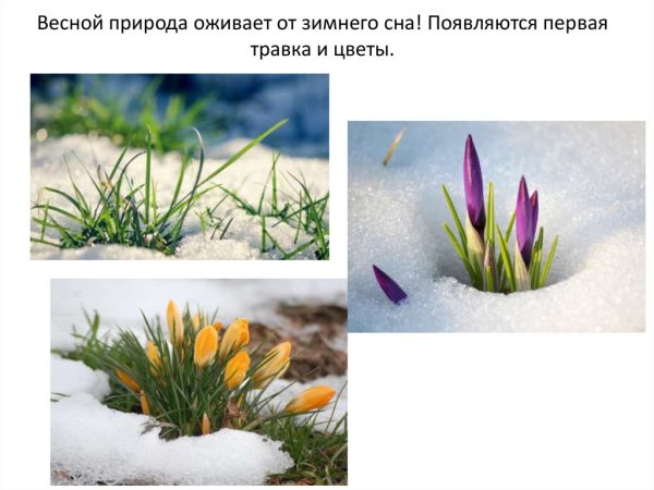 Природа оживает весной