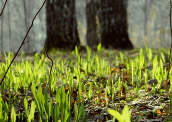 Трава весной