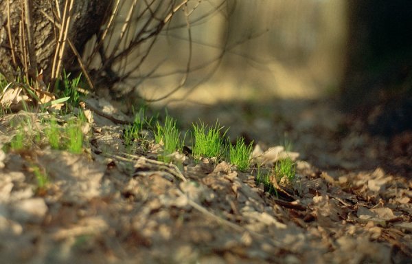 Трава весной