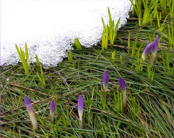 Весенняя травка для детей