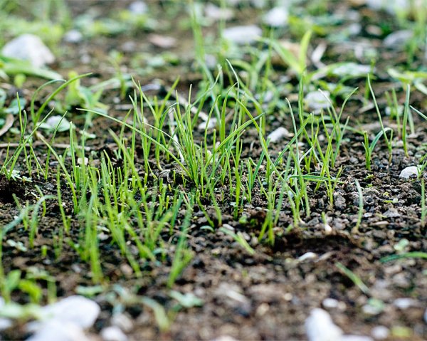 Мятлик Луговой всходы