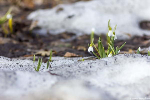 Почва с травой