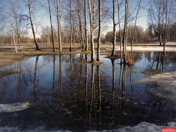Весенний разлив в лесу