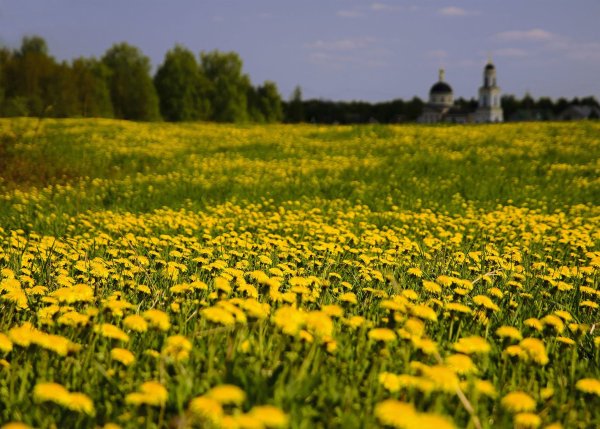 Природа Подмосковья весной