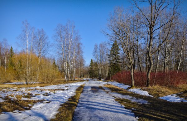 Майские Лесные цветы
