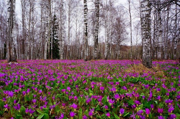 Весенний пейзаж с рекой