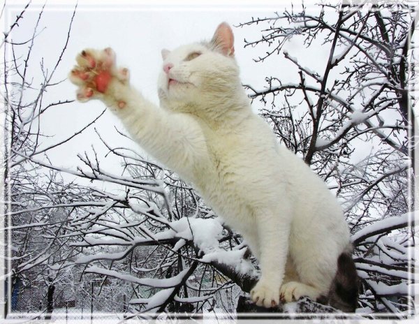 Весенний котик