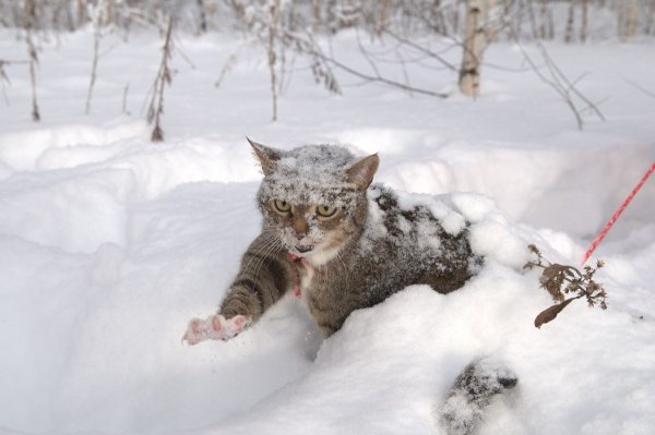 Зимние мультяшные котики