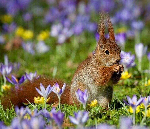 Животные весной