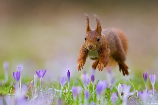 Весенние зверюшки
