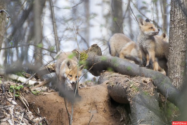 Животные весной в лесу