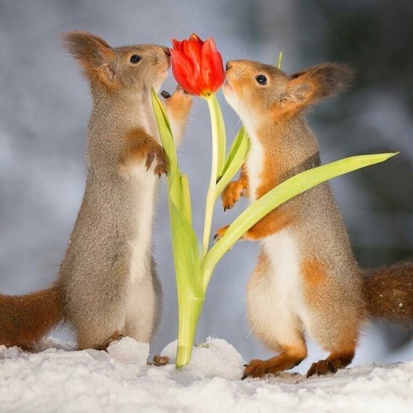 Белка и цветы