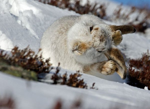 Звери под снегом