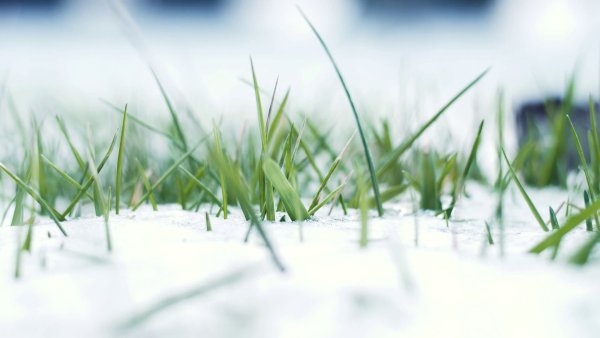 Весенняя трава