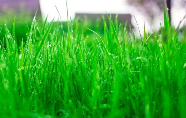 Зеленая травка