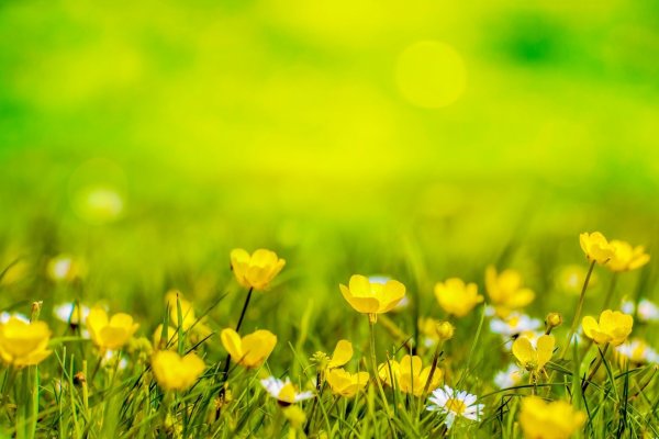 Растение под солнцем