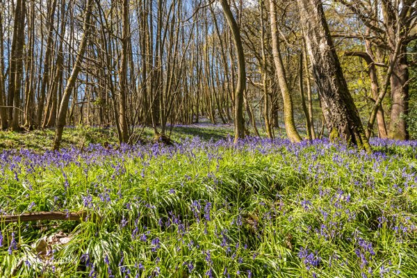 Весна природа