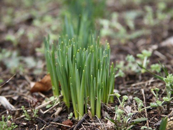 Ранняя трава