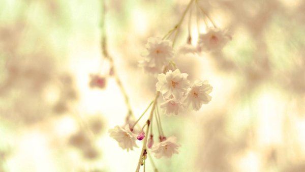 Нежные весенние цветы