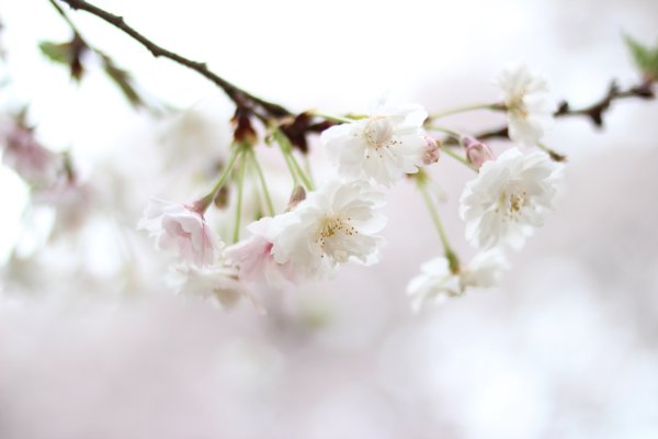 Белая Сакура