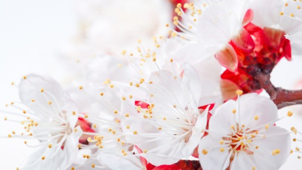 Красно белые цветы