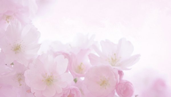 Бледно розовые цветы