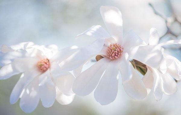 Белые цветы