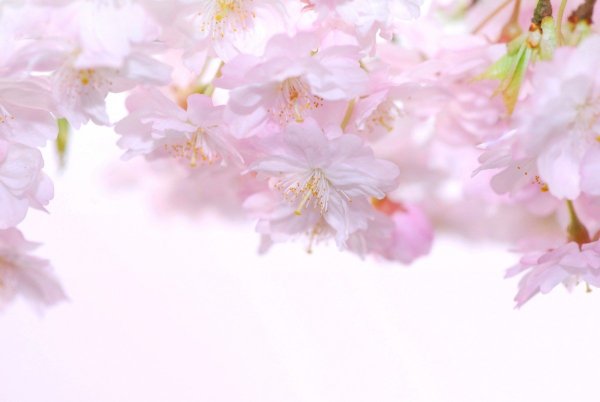 Весенний фон