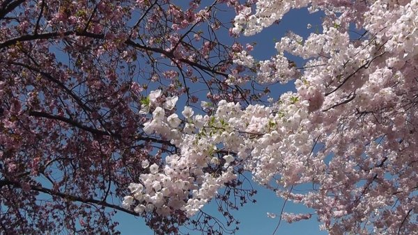 Визуальный ряд к весне а Вивальди