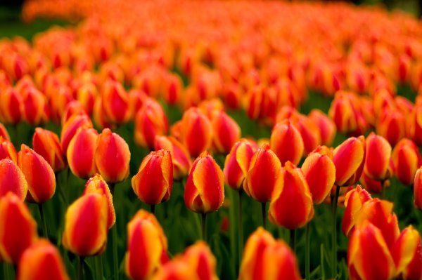 Визуальный ряд Весна