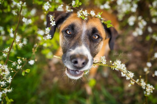 Собака весной