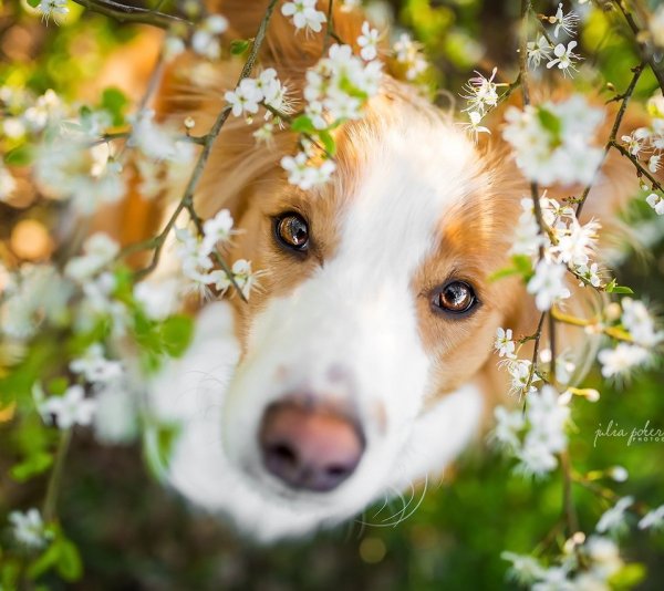 Собака весной