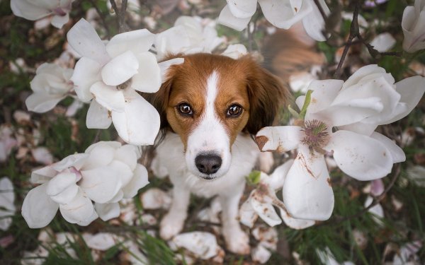 Собака весной